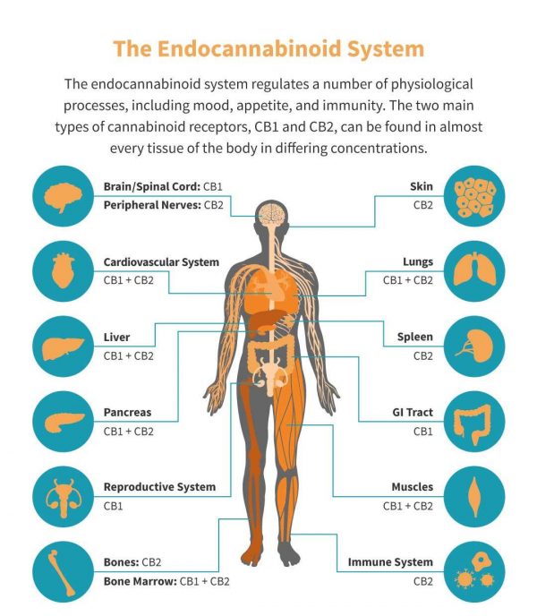 Endocannabinoid Receptors – CannyNurse.com